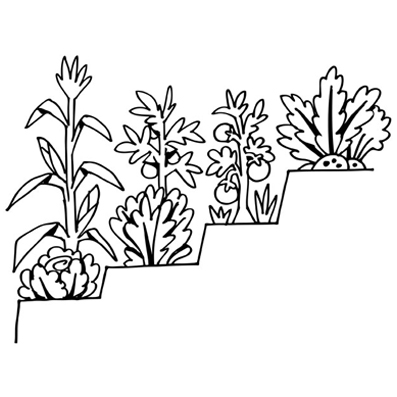 Plantas creciendo en terrazas